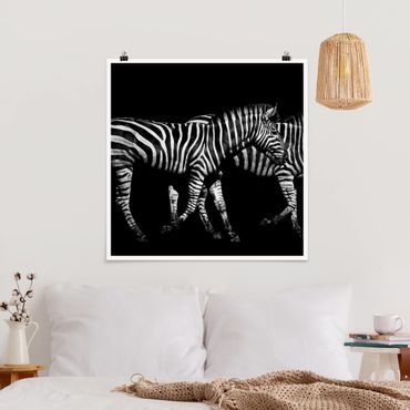 Plakat - Zebra przed Czarnym