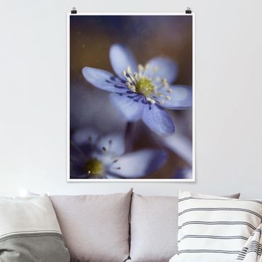 Plakat - Anemony w kolorze niebieskim