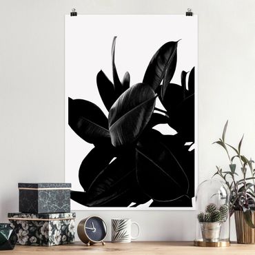 Plakat - Rubber Tree Leaves czarno-biały