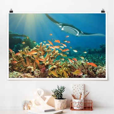 Plakat - Refa koralowa