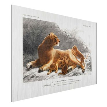Obraz Alu-Dibond - Tablica edukacyjna w stylu vintage Lwica z młodymi lwiątkami