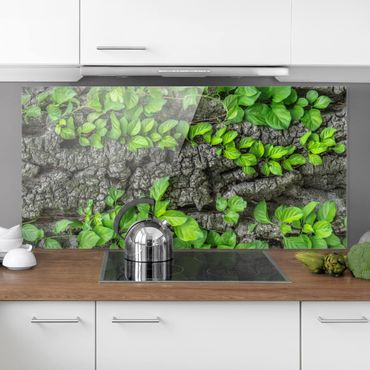 Panel szklany do kuchni - Kora drzewa bluszczu
