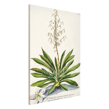 Tablica magnetyczna - Vintage Botanika Ilustracja Yucca