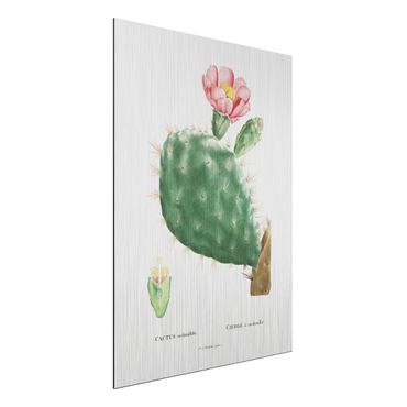 Obraz Alu-Dibond - Botanicals Vintage Illustration Cactus Pink Blossom