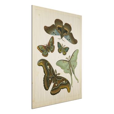 Obraz Alu-Dibond - Ilustracja w stylu vintage Motyle egzotyczne II