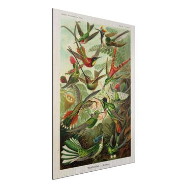 Obraz Alu-Dibond - Tablica edukacyjna w stylu vintage Kolibry