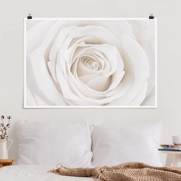 Plakat - Piękna biała róża