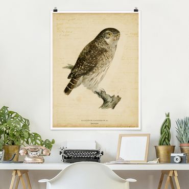 Plakat - Rysunek sowy pigmejskiej w stylu vintage