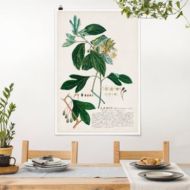 Plakat - Vintage Botanika Ilustracja Laurel