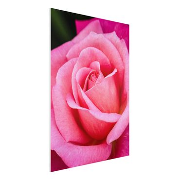 Obraz Forex - Kwiat różowej róży na tle zieleni