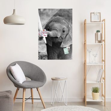 Obraz na szkle - Baby słoń