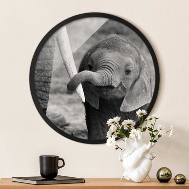 Okrągły obraz w ramie - Baby Elephant
