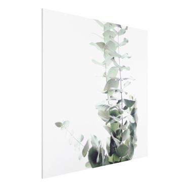 Obraz Forex - Eukaliptus w białym świetle