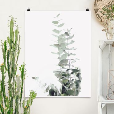 Plakat - Eukaliptus w białym świetle
