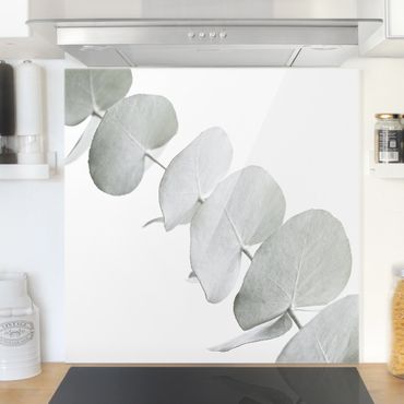 Panel szklany do kuchni - Gałązka eukaliptusa w białym świetle