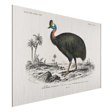 Obraz Alu-Dibond - Tablica edukacyjna w stylu vintage Emu