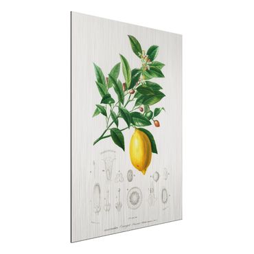 Obraz Alu-Dibond - Botany Vintage Illustration Lemon