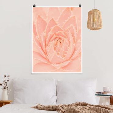 Plakat - Agawa magiczna o różowych kwiatach