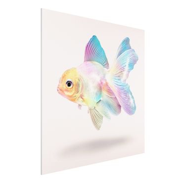 Obraz Forex - Ryby w pastelach