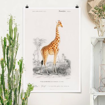 Plakat - Tablica edukacyjna w stylu vintage Tablica dydaktyczna w stylu vintage Żyrafa