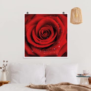 Plakat - Róża czerwona z kroplami wody