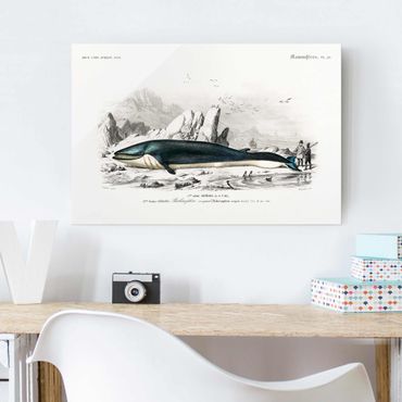 Obraz na szkle - Tablica edukacyjna w stylu vintage Błękitny wieloryb