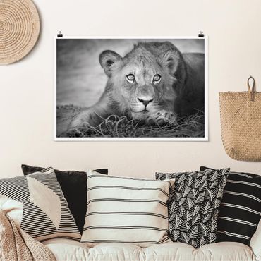 Plakat - Czające się lwiątko