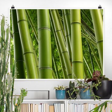 Plakat - Drzewa bambusowe Nr 2