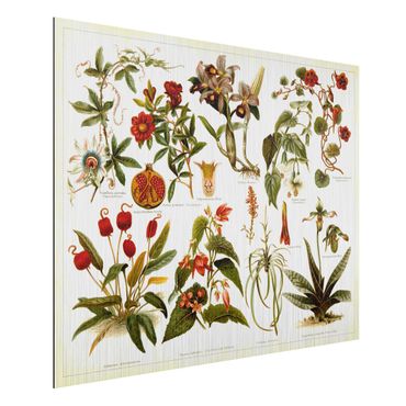 Obraz Alu-Dibond - Tablica edukacyjna w stylu vintage Botanika tropikalna II
