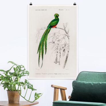 Plakat - Tablica edukacyjna w stylu vintage Ptaki tropikalne I