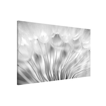 Tablica magnetyczna - Dreamy Dandelion czarno-biały