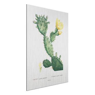 Obraz Alu-Dibond - Botani Vintage Ilustracja kaktusa z żółtym kwiatem