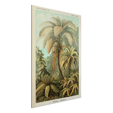 Obraz Alu-Dibond - Botanika Vintage Ilustracja paproci liściastych