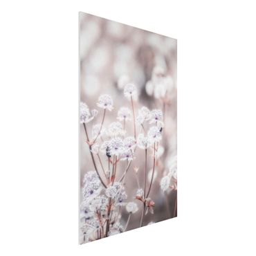 Obraz Forex - Pierzaste kwiaty polne