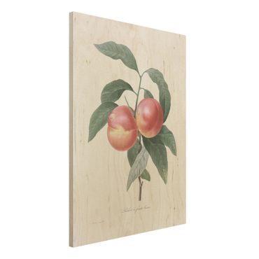 Obraz z drewna - Botany Vintage Illustration Peach