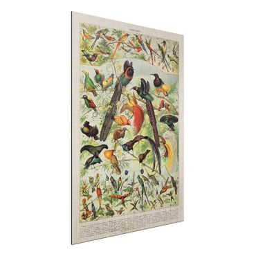 Obraz Alu-Dibond - Tablica edukacyjna w stylu vintage Rajskie ptaki