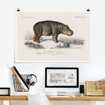 Plakat - Tablica edukacyjna w stylu vintage Hipopotam