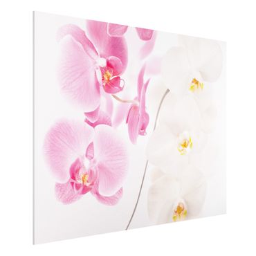 Obraz Forex - Delikatne orchidee