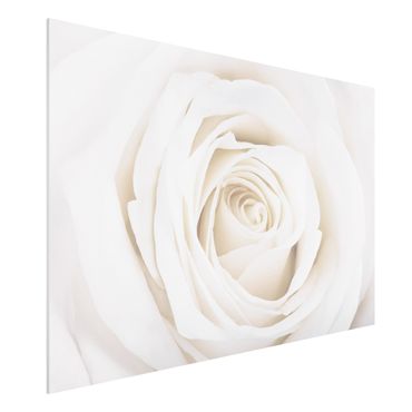 Obraz Forex - Piękna biała róża
