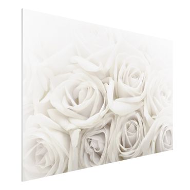 Obraz Forex - Białe róże
