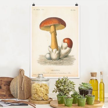 Plakat reprodukcja obrazu - French Mushrooms