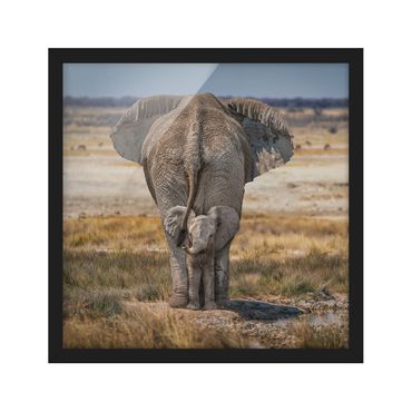 Plakat w ramie - Bezczelny słoń