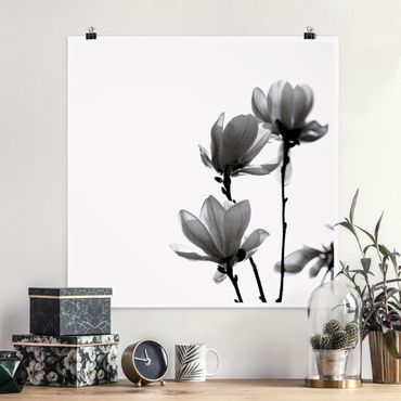 Plakat - Spring Messenger Magnolia czarno-biały
