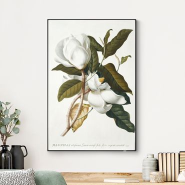Wymienny obraz - Georg Dionysius Ehret - Magnolia