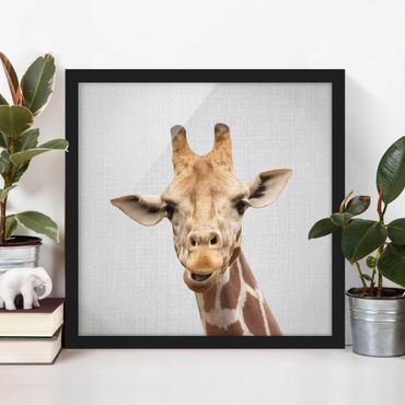 Obraz w ramie - Giraffe Gundel