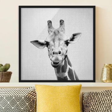 Obraz w ramie - Giraffe Gundel Black And White
