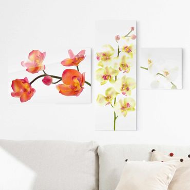 Obraz na szkle 3-częściowy - Kolaż z orchidei