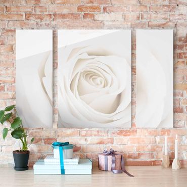 Obraz na szkle 3-częściowy - Piękna biała róża
