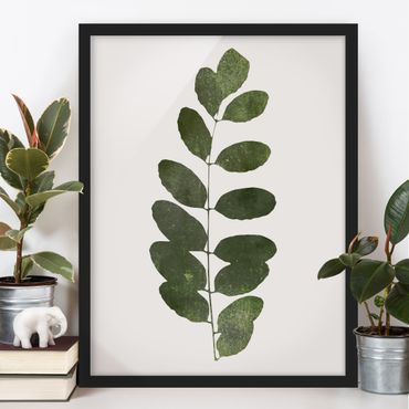 Plakat w ramie - Grafika roślinna - ciemna zieleń