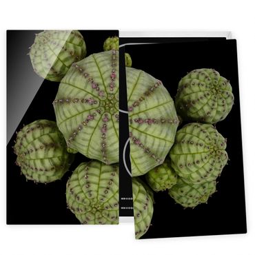 Szklana płyta ochronna na kuchenkę 2-częściowa - Euphorbia - jeżogłówka